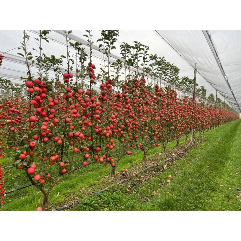 Apple trees growing inside a greenhouse, showcasing controlled environment farming.