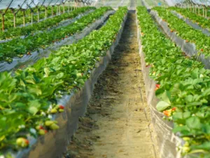 A greenhouse filled with planting troughs Installation growing strawberries.