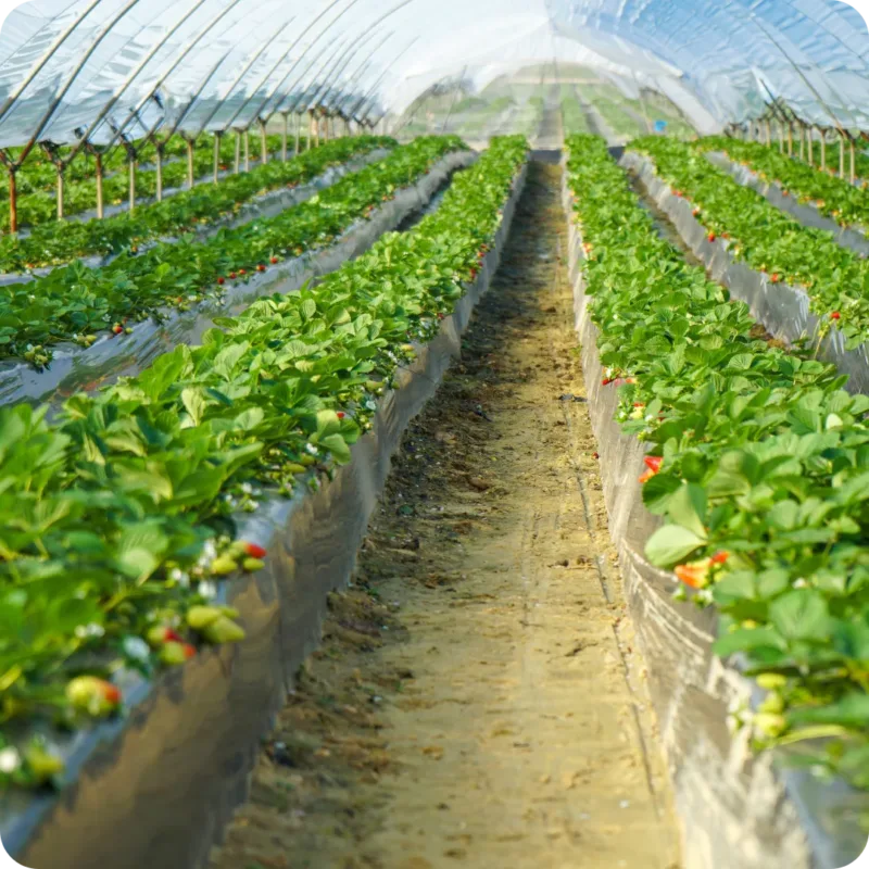 A greenhouse filled with planting troughs Installation growing strawberries.