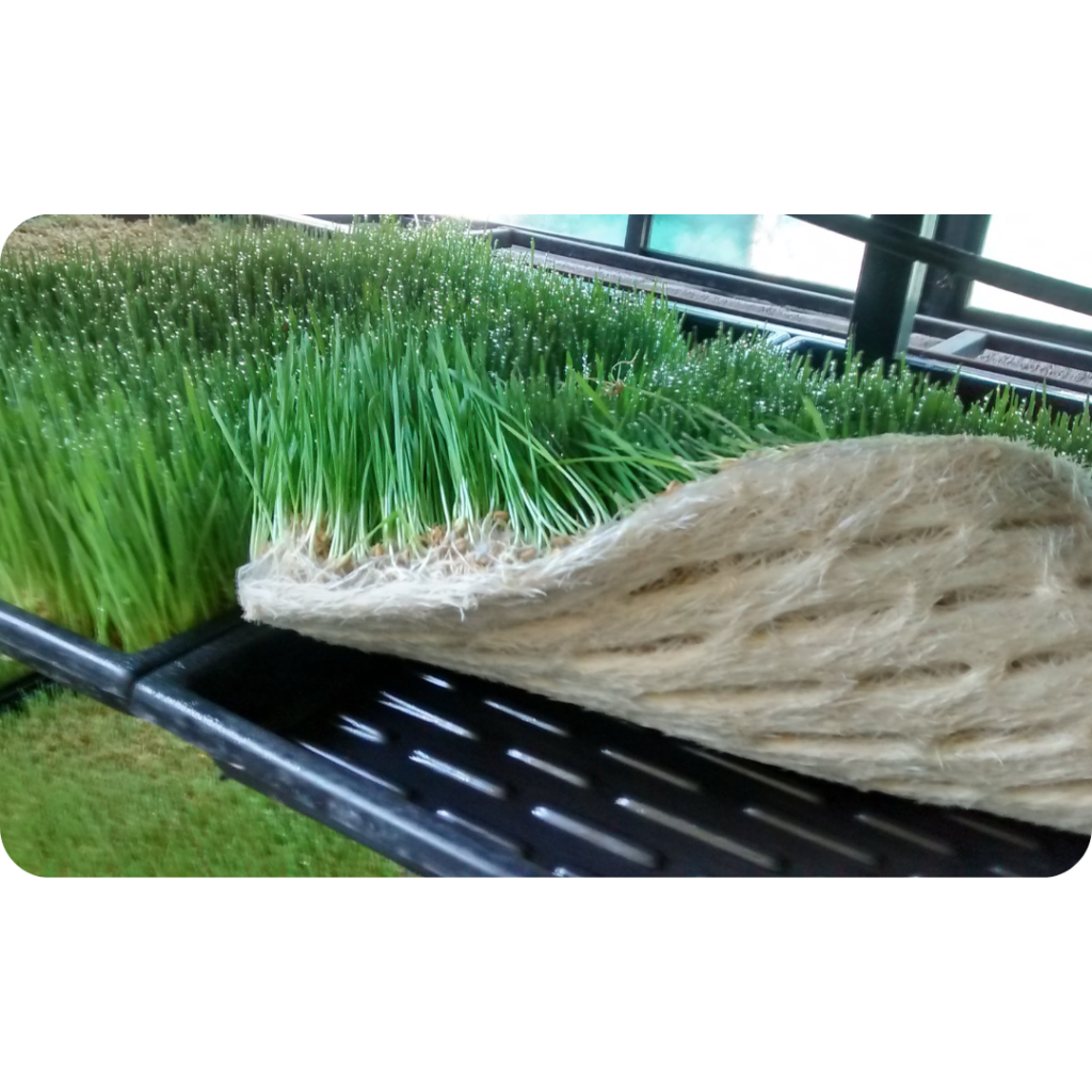 Affordable Hydroponic Fodder Setup In Kenya – Guaranteed 5X Faster Growth for Livestock 7 44