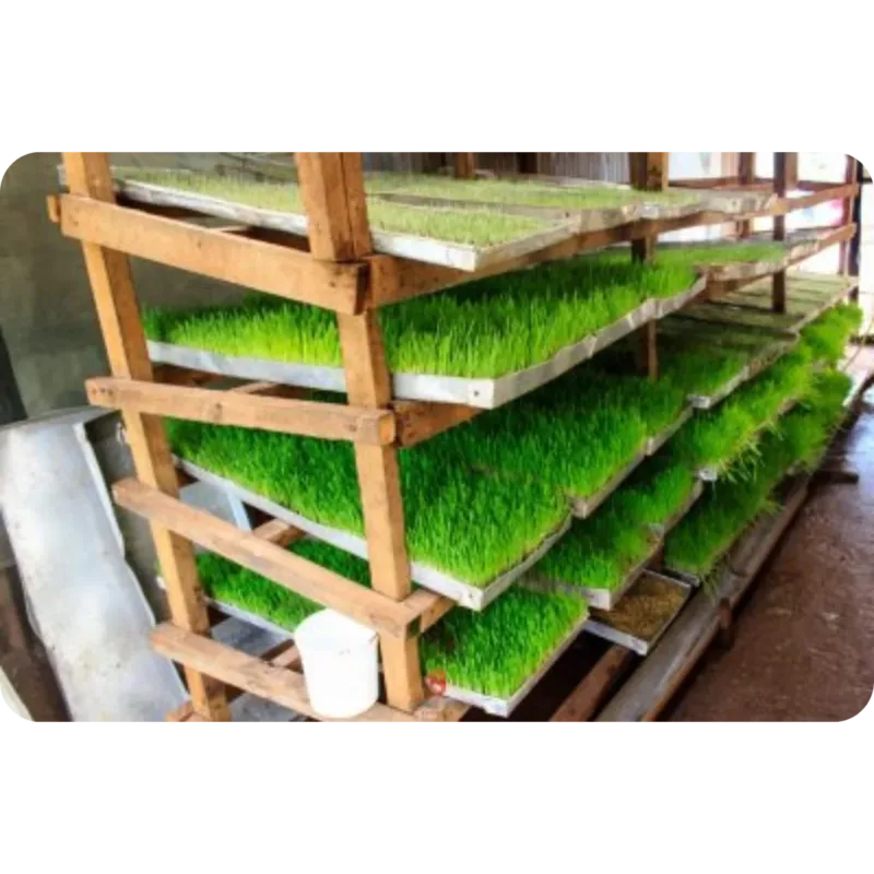 A hydroponic fodder system featuring wooden frames and aluminum trays