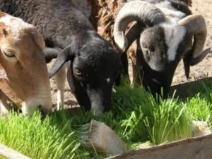 A group of goats consuming freshly grown hydroponic fodder.