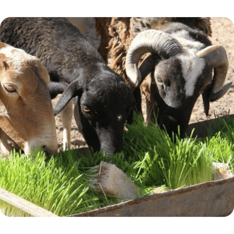 A group of goats consuming freshly grown hydroponic fodder.