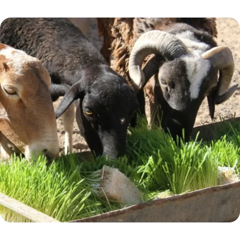 A group of goats consuming freshly grown hydroponic fodder.