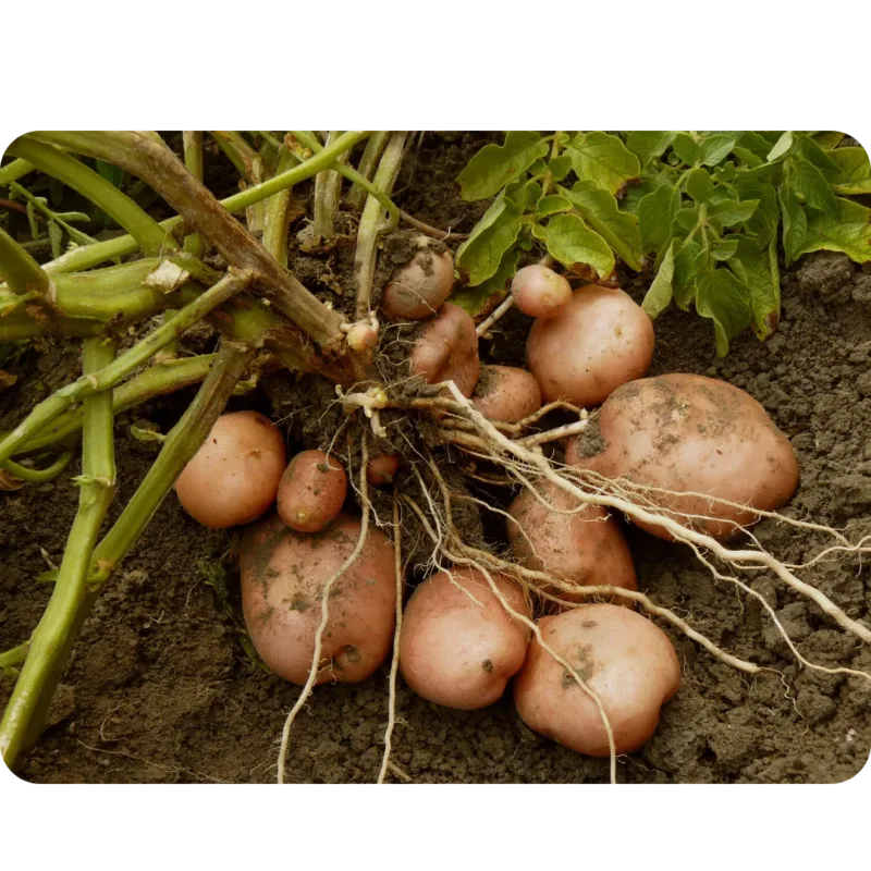 A close-up of fresh potatoes lying on a soil mixture with organic manure.