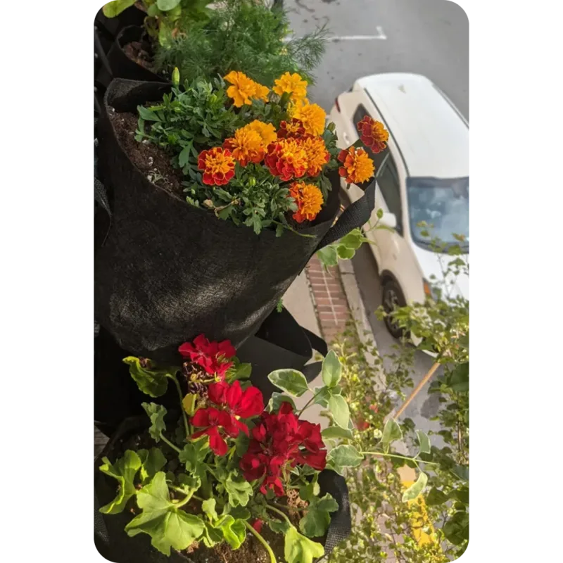 Planting bags hanging from a balcony with flowers, a white car visible beneath.