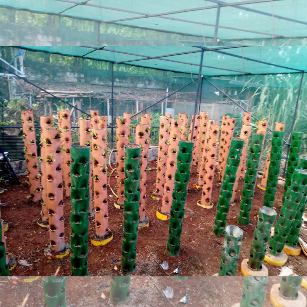 24 Plant-holes Convenient Tower Hydroponics Setup in Kenya| Guaranteed Organic Produce 5 A hydroponic setup featuring green and orange towers inside a shade net structure.