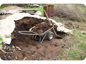 A heap of organic manure beside a wheelbarrow filled with compost.
