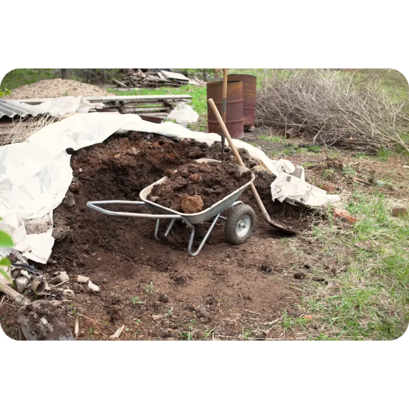 A heap of organic manure beside a wheelbarrow filled with compost.