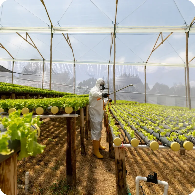 Urban farmer fumigating a hydroponic greenhouse farm in Nairobi.