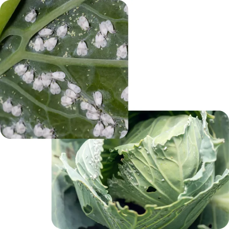 A close-up image of whiteflies infesting cabbage leaves, showcasing common pests in vegetable farming.
