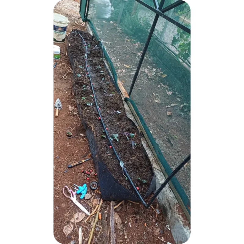 An upward view of a planting trough installed with a drip irrigation system.