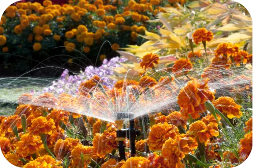 Drip Irrigation Systems in Kenya 5 A photo of sprinklers in a garden ensuring even water distribution.