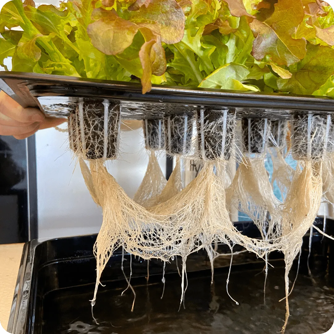 Hydroponics Systems in Kenya 4 Healthy hydroponic roots exposed under a lifted planting tray, showcasing strong seedling growth.