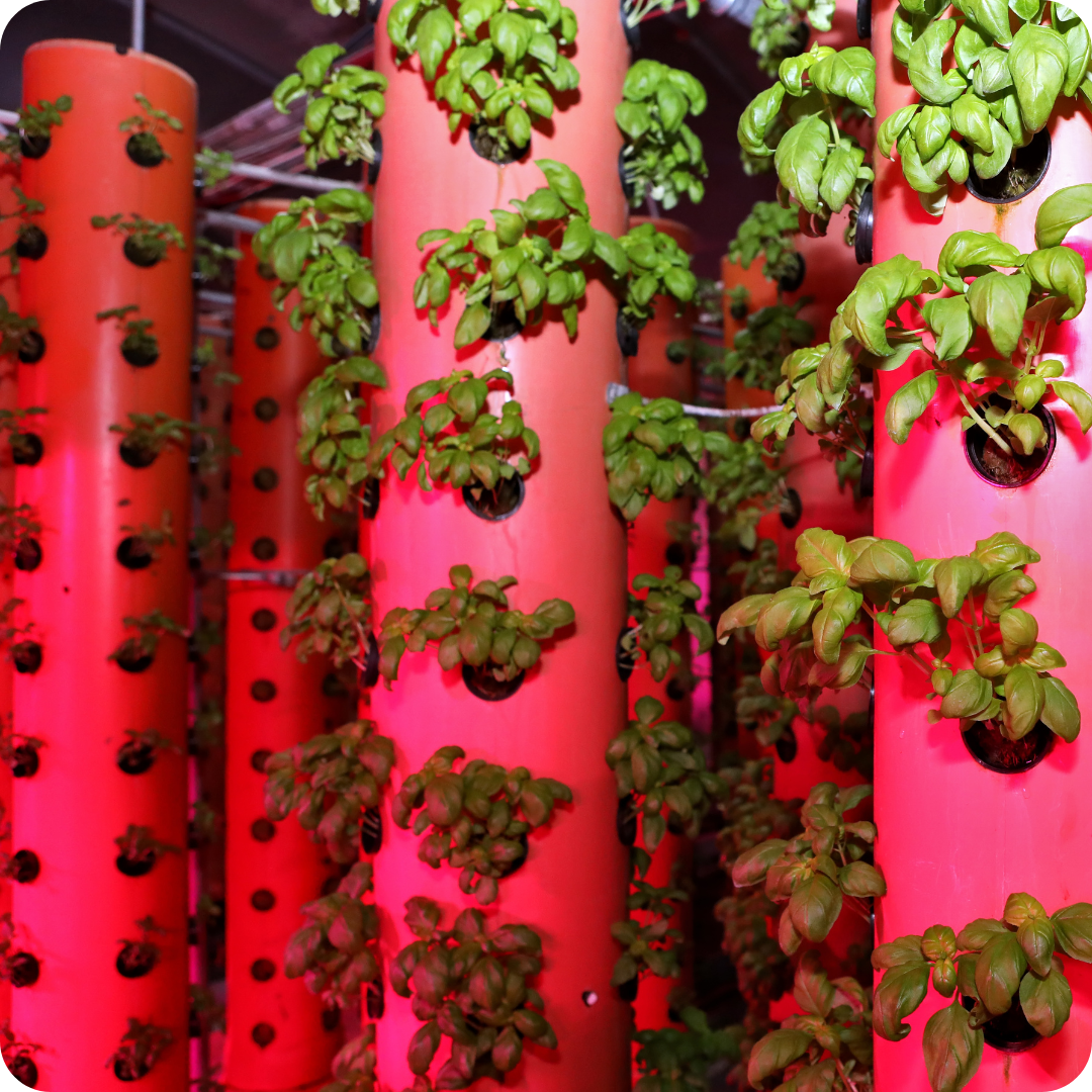 Tower Hydroponics