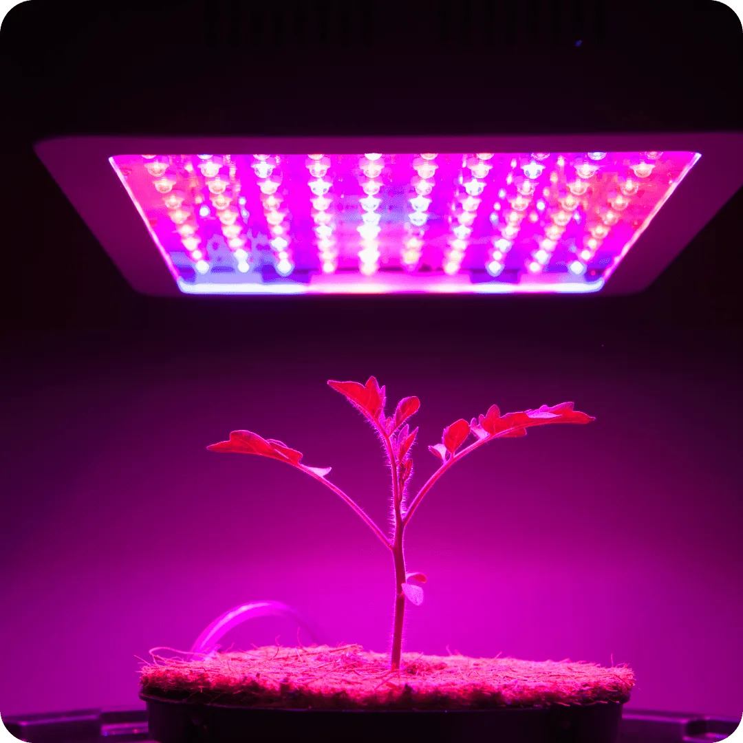 Hydroponics Systems in Kenya 2 High-quality grow lights for hydroponic farming, available at Alpha Hydroponics Kenya.