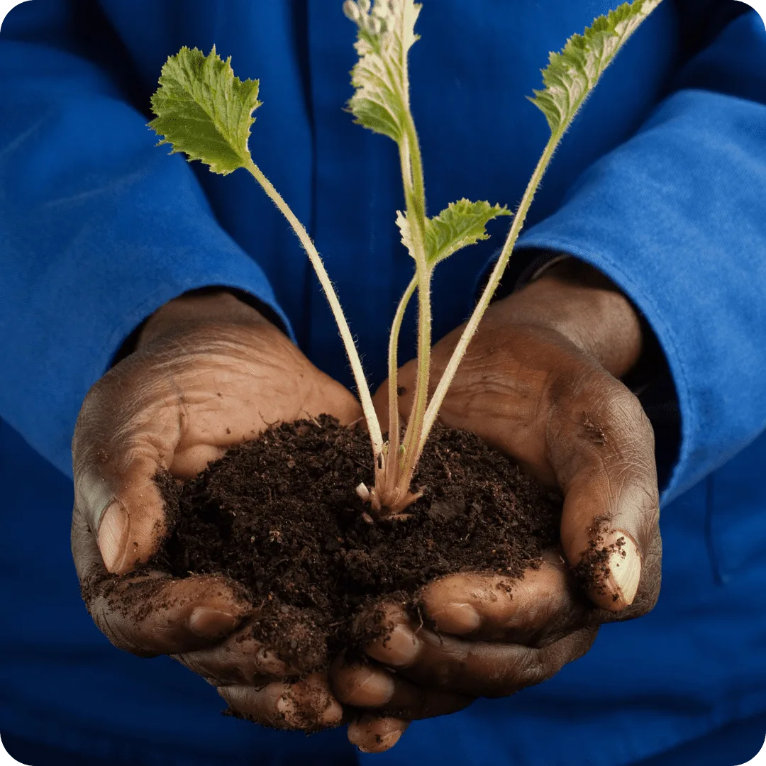 Hydroponics Systems in Kenya 5 African farmer’s hand planting a seedling into organic growth media for sustainable farming.