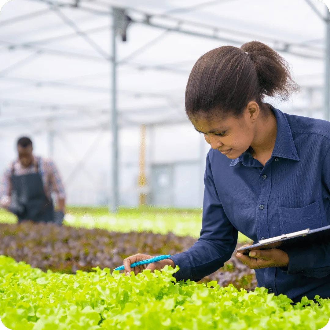 For Smart Urban Farming Solutions in Kenyan Estates 2 Professional African agronomist inspecting plants inside a hydroponic greenhouse in Kenya.