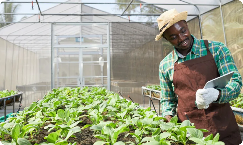 Farm Houses: Shade-net & Greenhouse Farming in Kenya 2 A male agronomist standing inside a greenhouse, smiling while using a tablet.