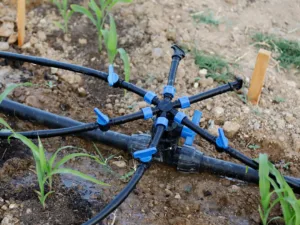 A large-scale drip irrigation installation with five submain pipes connected to a main pipe.