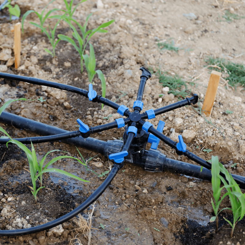 A large-scale drip irrigation installation with five submain pipes connected to a main pipe.