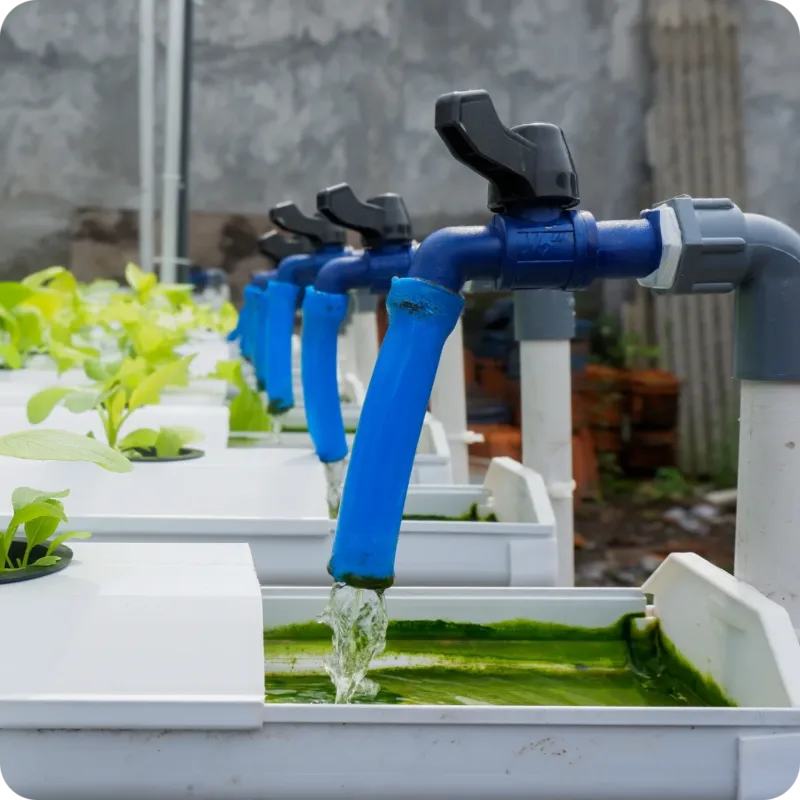 A hydroponic farm with a drip irrigation system installed.