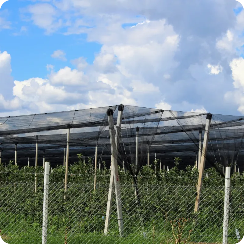 A small hydroponic farm with a shade net supported by metallic poles.